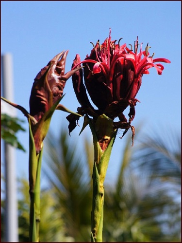 Flowering stems are roasted, roots are roasted, and flowers give nectar.