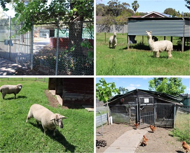 School Garden of the Year Finalist 2022 - Bossley Park High School