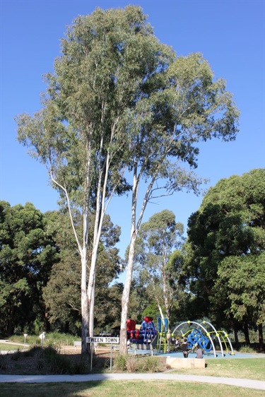 Sign saying Tween Town under tall trees and near playground