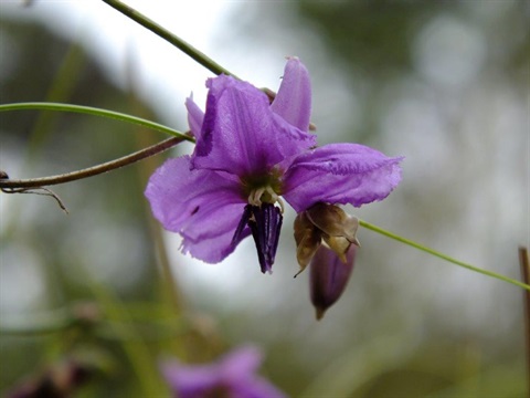 Arthropodium flower.