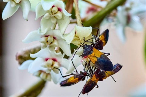 Bugs on flower.