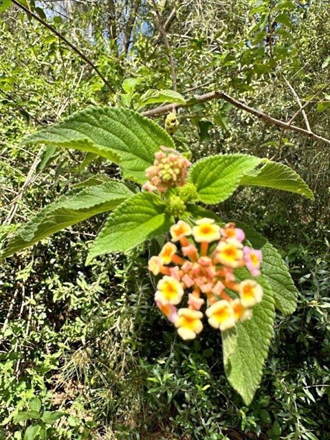 Weed - Lantana 