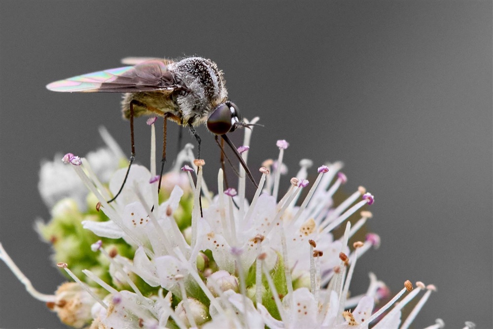 Mosquito pollinating a flower