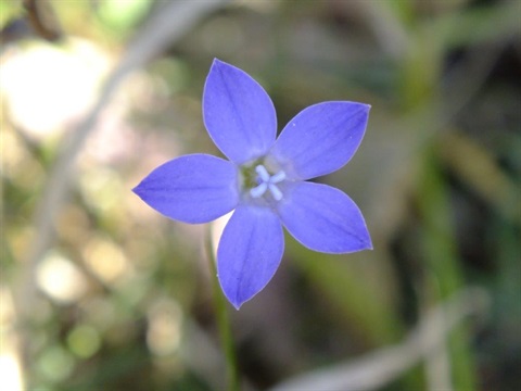 Wahlenbergia sp. 4.jpg