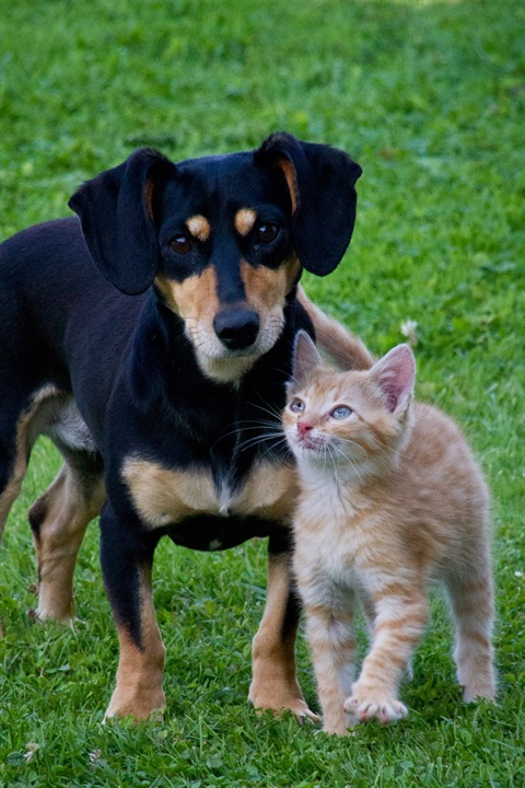 dog and cat on grass 