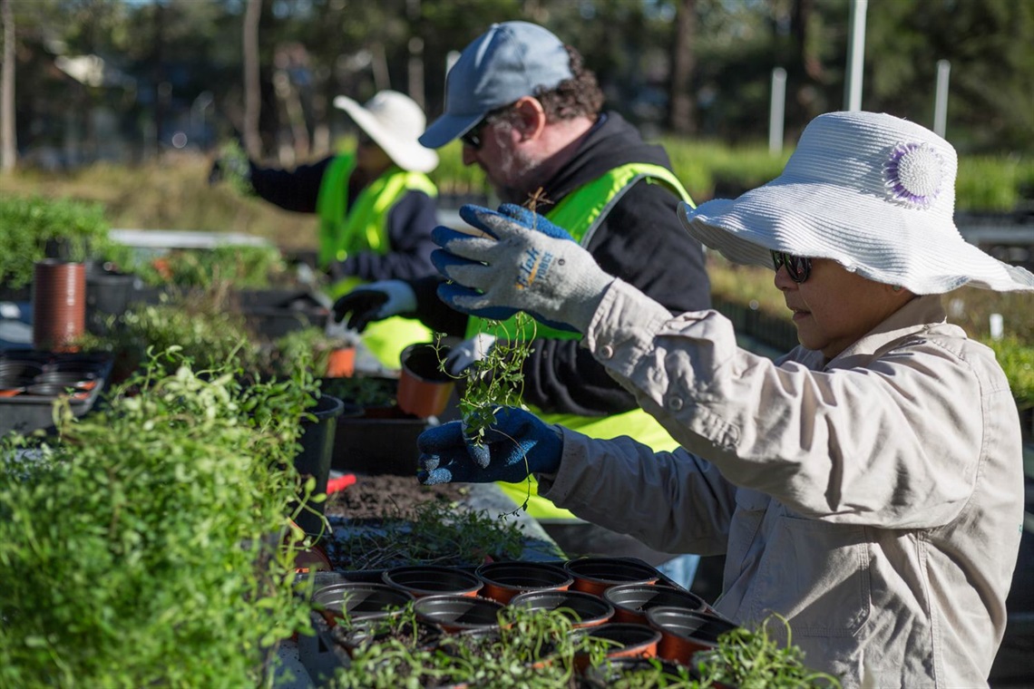 People in gardening gear tending to plants 