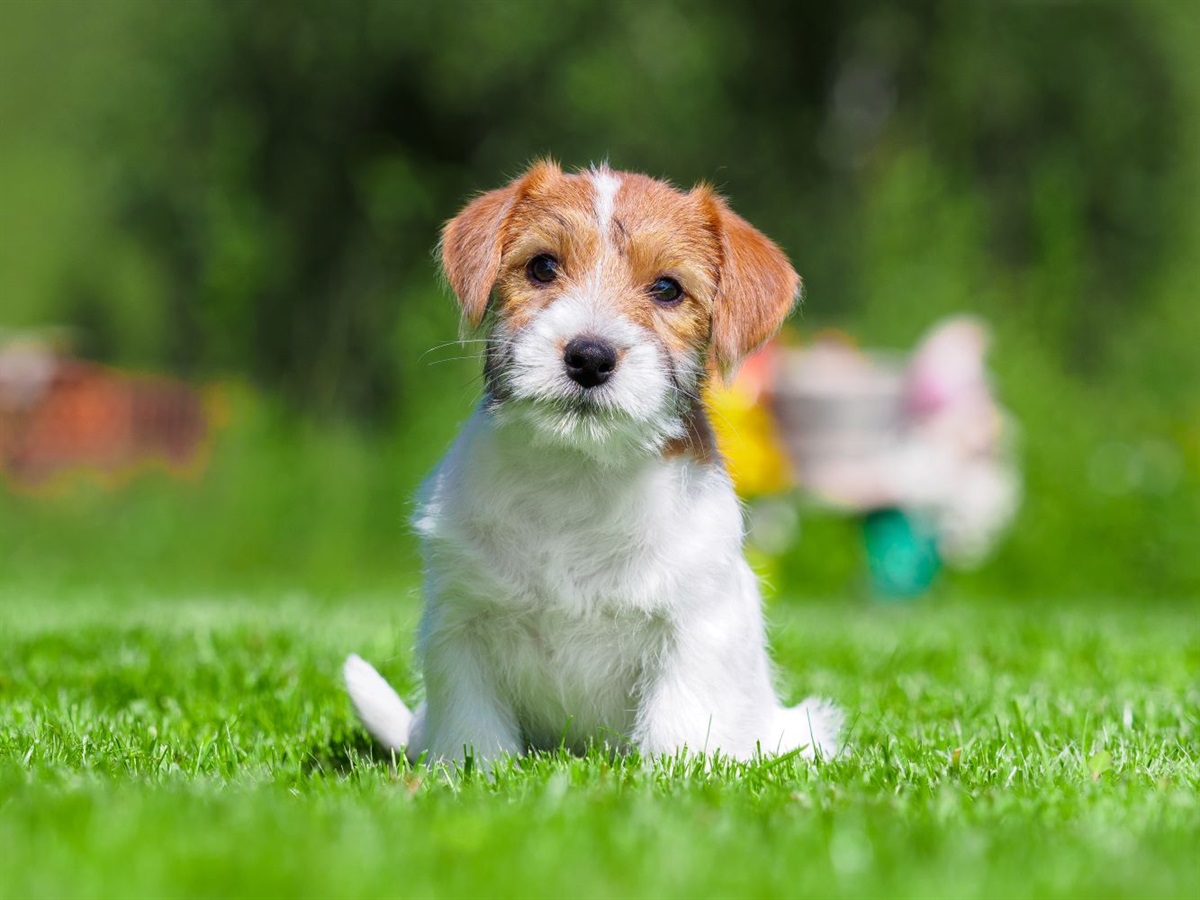 Pet Programs | Fairfield City Council