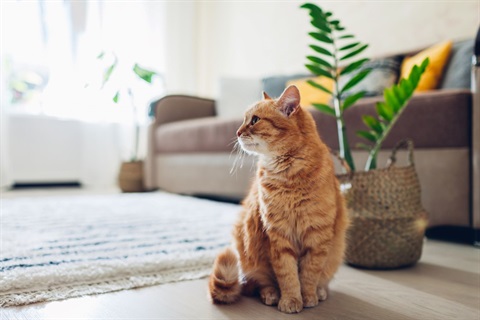 Cute ginger tabby cat sitting in sunny living room