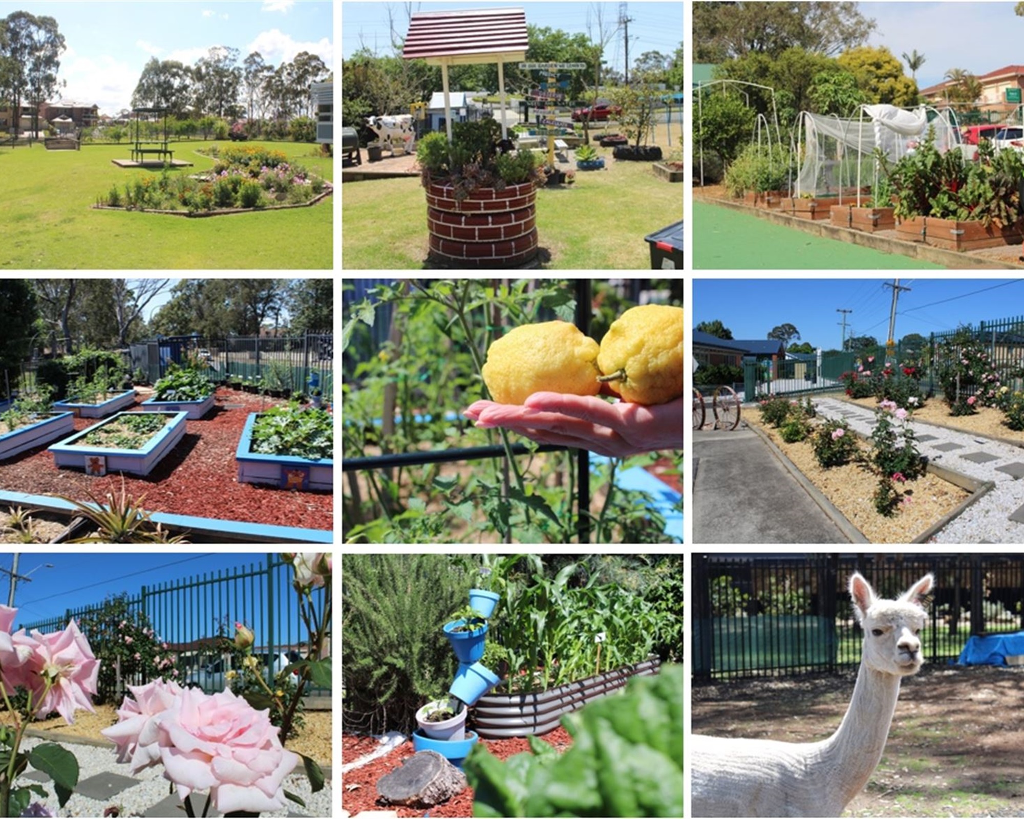 Collage of winning gardens from the Fabulous Fairfield School Garden competition.