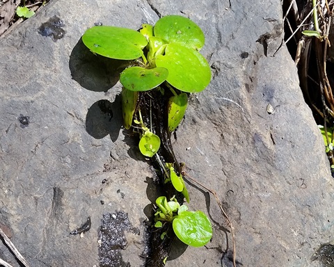 Close up of frogbit weed on a rock 