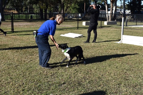 Woman playing with border collie dog at Fairfield Showground dog park